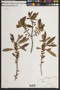 Myrica cerifera image