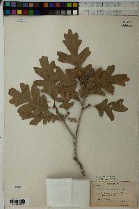 Quercus gambelii image