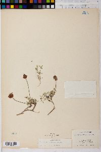 Image of Trifolium productum