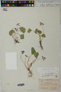 Viola nephrophylla image