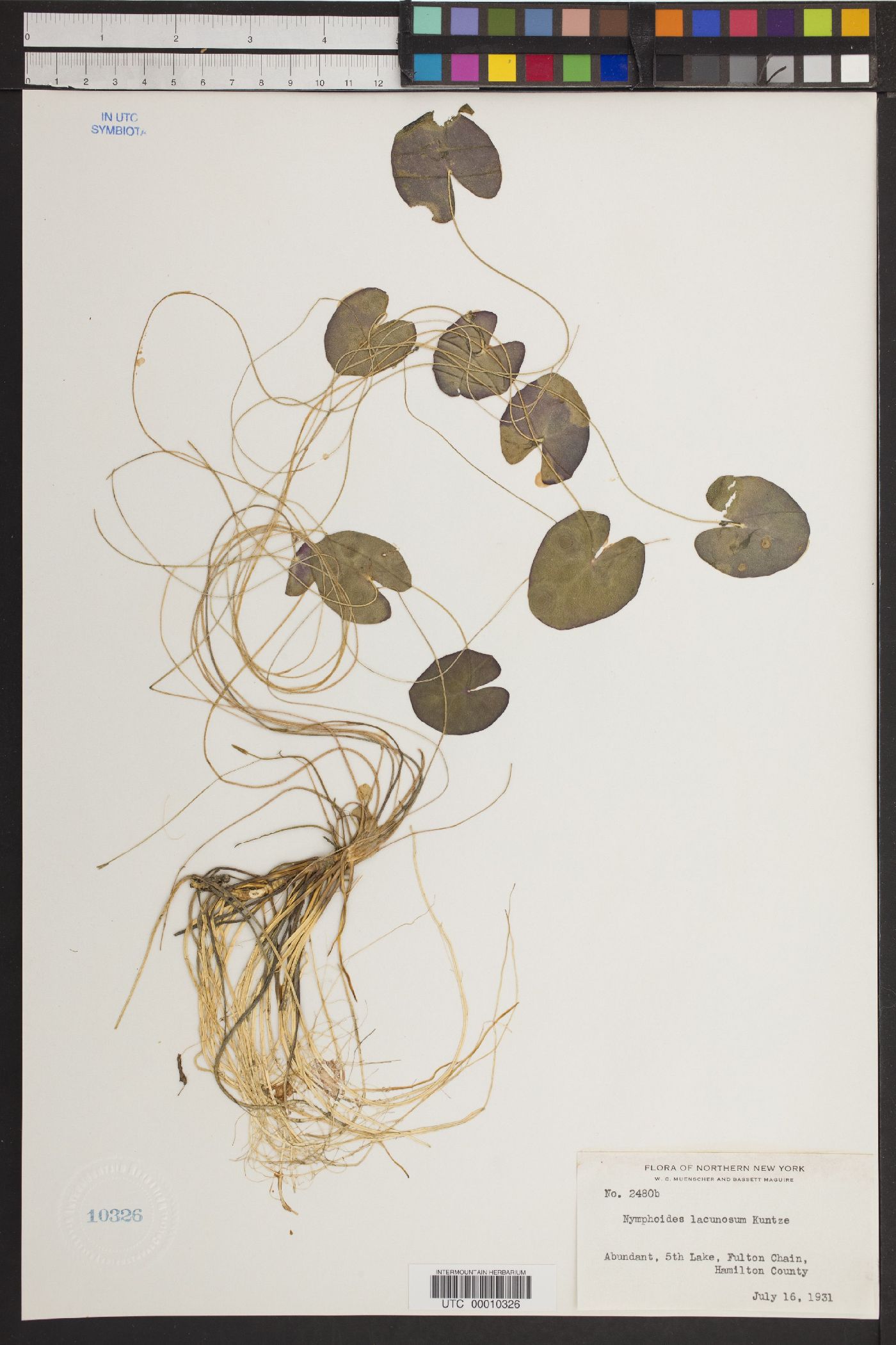 Nymphoides lacunosa image