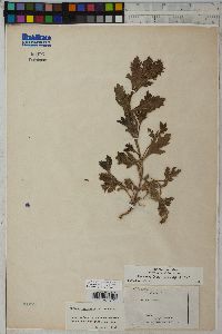 Verbena bracteata image