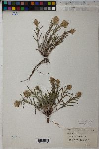 Castilleja pulchella image