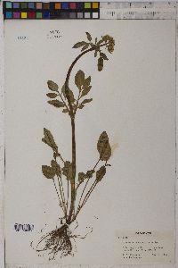 Valeriana occidentalis image