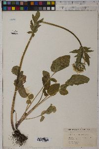 Valeriana occidentalis image