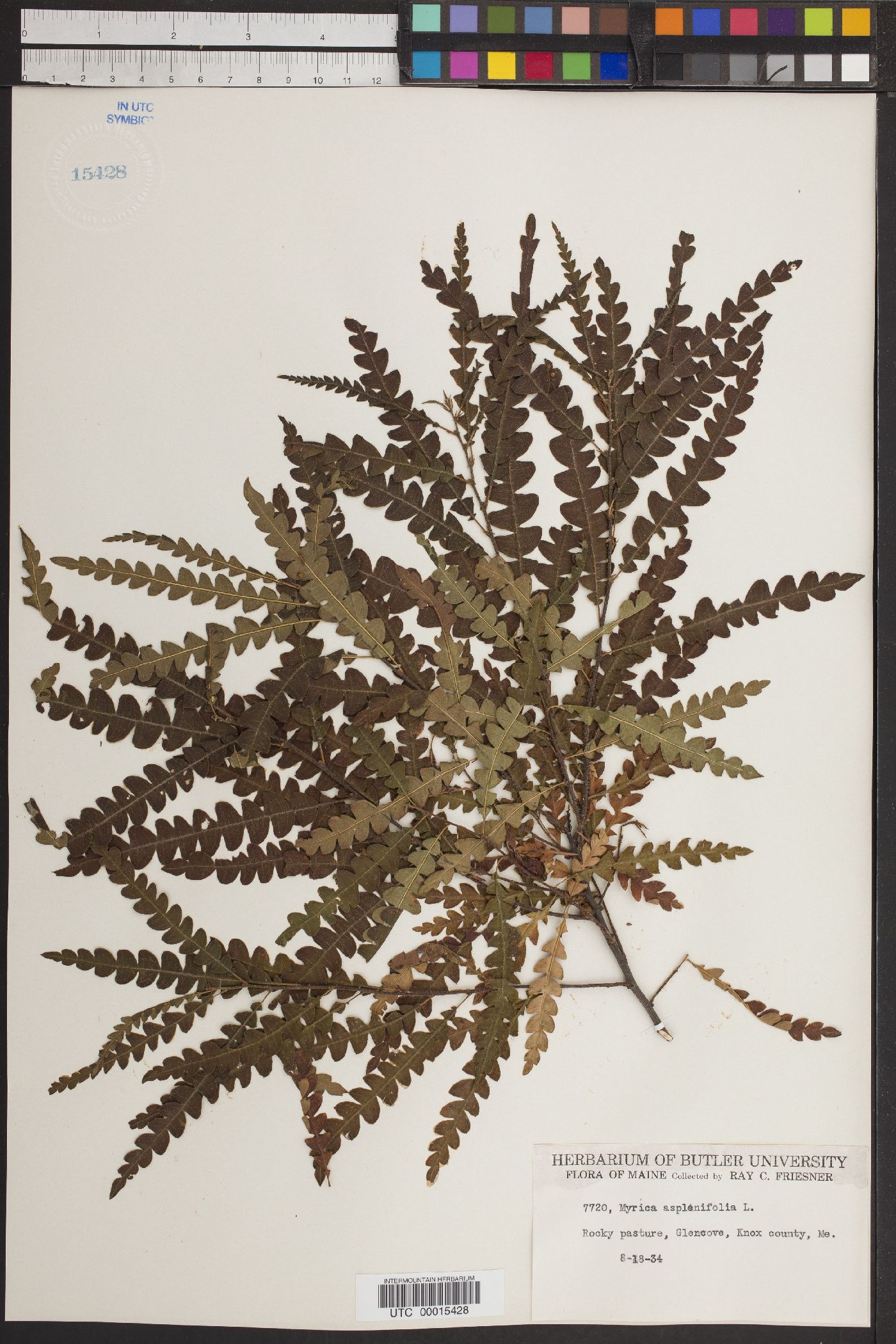 Myrica aspleniifolia image