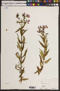 Rhexia aristosa image