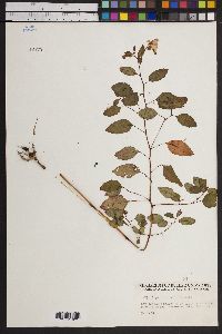 Impatiens biflora image