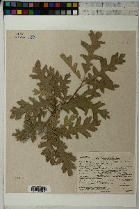 Quercus gambelii image