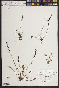 Drosera anglica image