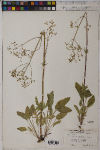 Valeriana dioica image