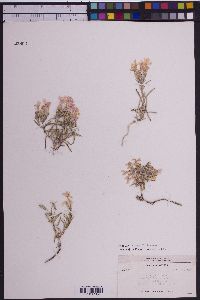 Phlox longifolia image