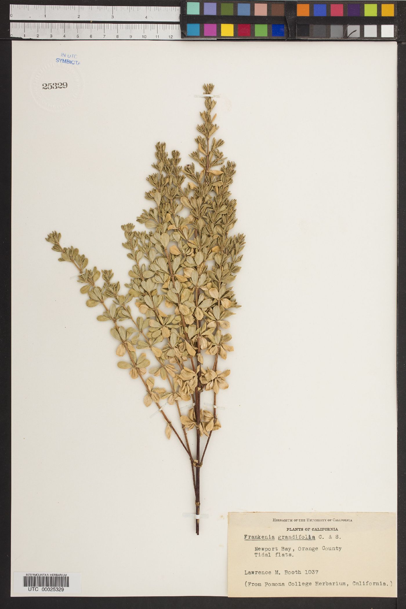 Frankenia grandifolia image