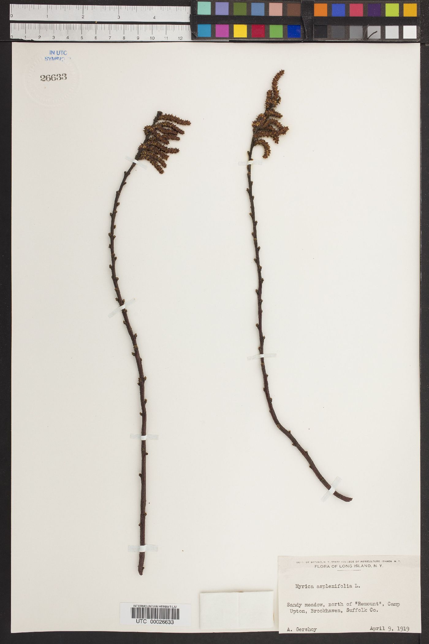 Myrica aspleniifolia image