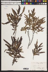 Myrica aspleniifolia image