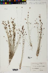 Bulbostylis capillaris subsp. capillaris image