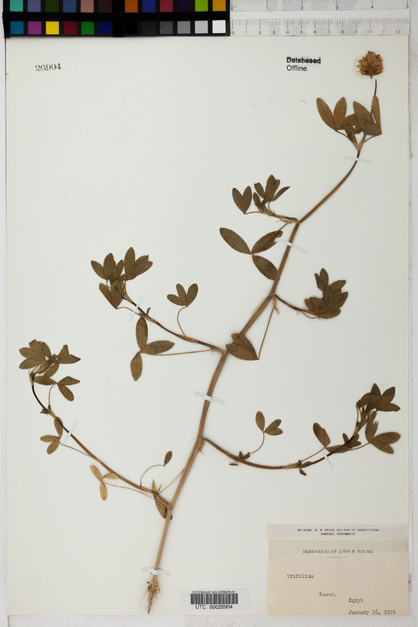 Trifolium alexandrinum image