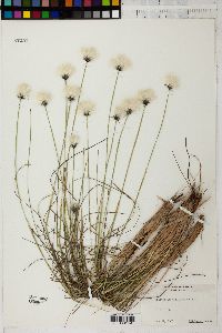 Eriophorum callitrix image