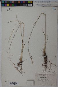 Festuca campestris image