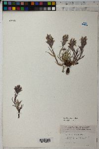 Castilleja pulchella image