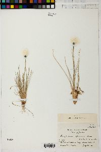 Eriophorum spissum image