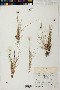 Eriophorum spissum image