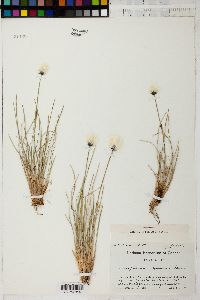 Eriophorum spissum image