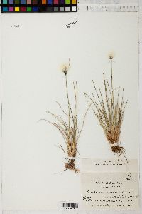 Eriophorum spissum image