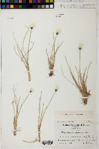 Eriophorum spissum image