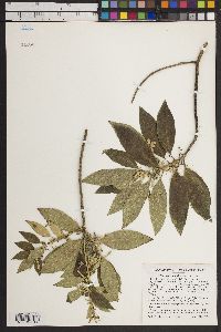 Image of Scaevola mollis