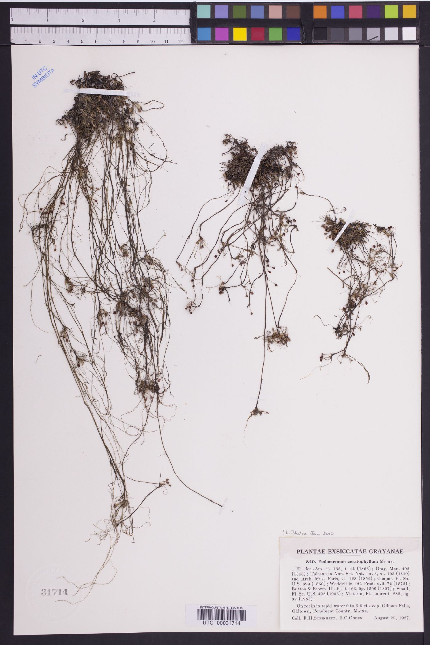 Podostemum ceratophyllum image