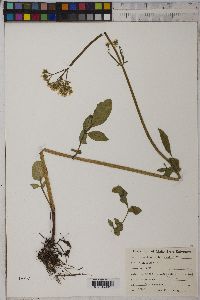 Valeriana occidentalis image