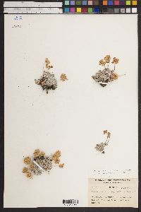 Eriogonum ovalifolium image