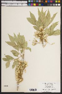 Fraxinus velutina image