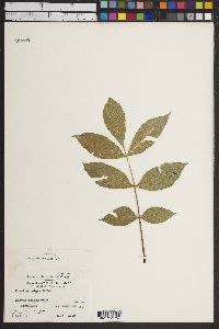 Fraxinus nigra image