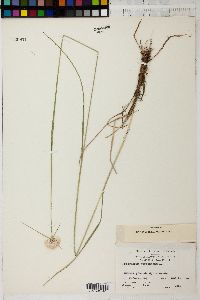 Eriophorum virginicum image