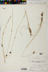 Image of Eriophorum opacum