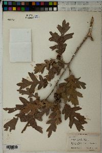 Quercus gambelii var. Gunnisonii image