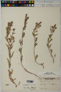 Verbena bracteata image