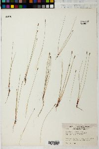 Eleocharis parishii image