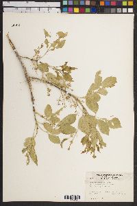 Fraxinus velutina image