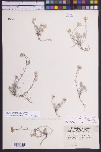 Physaria kingii image