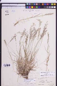 Poa glauca subsp. glauca image