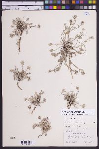 Physaria kingii image