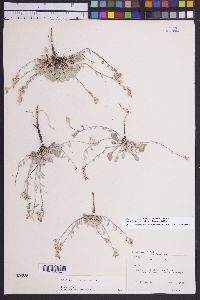 Physaria kingii image