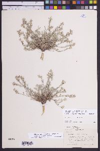 Physaria kingii subsp. latifolia image