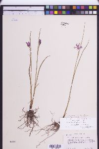 Olsynium douglasii image