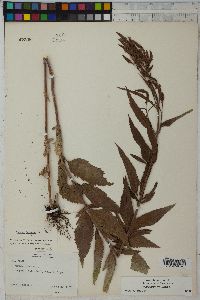 Verbena hastata image