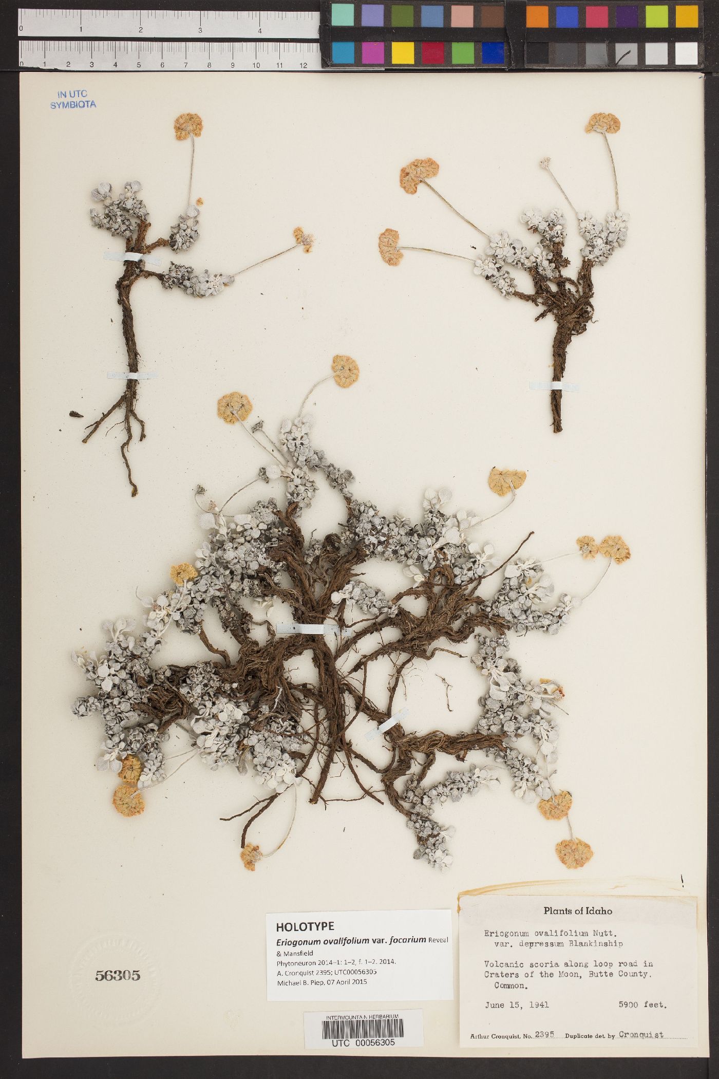 Eriogonum ovalifolium var. focarium image