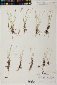 Eleocharis quinqueflora image